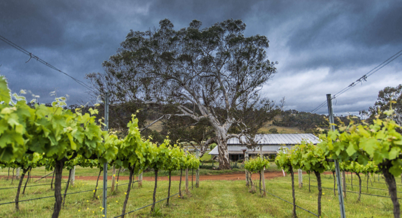 Mount Majura Vineyard Vines